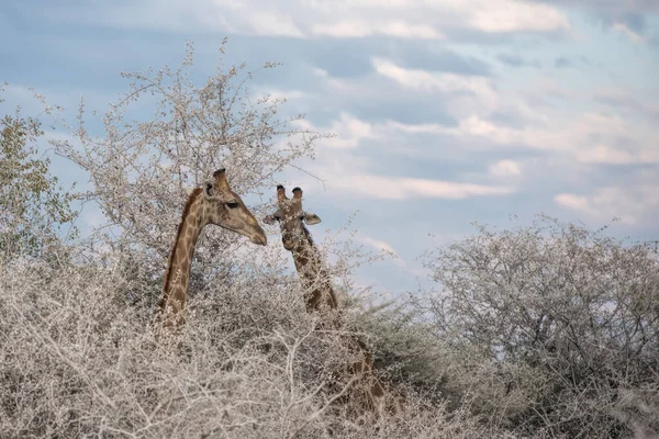 纳米比亚公园的长颈鹿 — 图库照片
