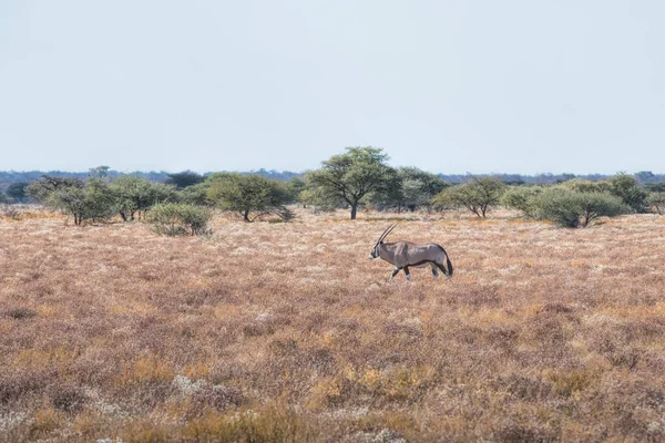 Oryx Namíbiai Parkban — Stock Fotó