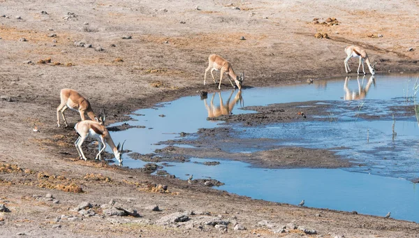 Springbok Impala Namíbiában — Stock Fotó