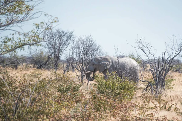 Elephants Namibia Park — Stock Photo, Image