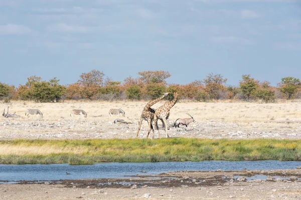 Giraffen Kämpfen Namibia Park — Stockfoto