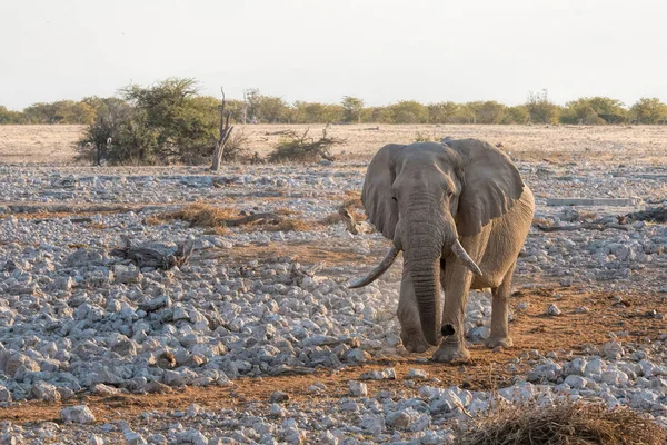 Elephants Namibia Park — Stock Photo, Image