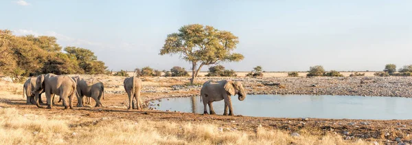 Elephants Namibia Park — Stock Photo, Image