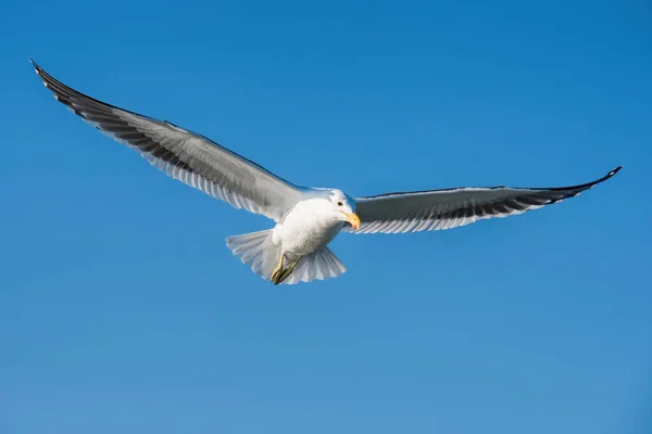 Gulls Namibia Blue Sky — Stock Photo, Image