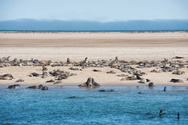 Colony Sea Lions Namibia — Stock Photo, Image