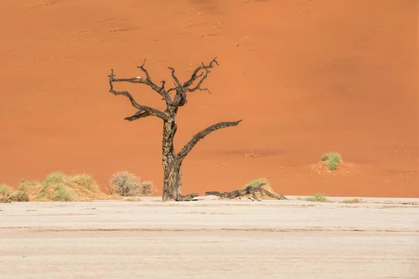 Dead Trees Naukluft Park Namibia — Stock Photo, Image