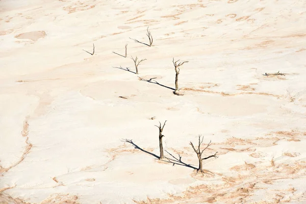 Dead Trees Naukluft Park Namibia — Stock Photo, Image