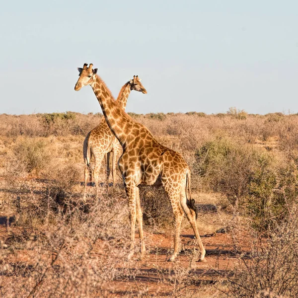 纳米比亚公园的两只长颈鹿 — 图库照片