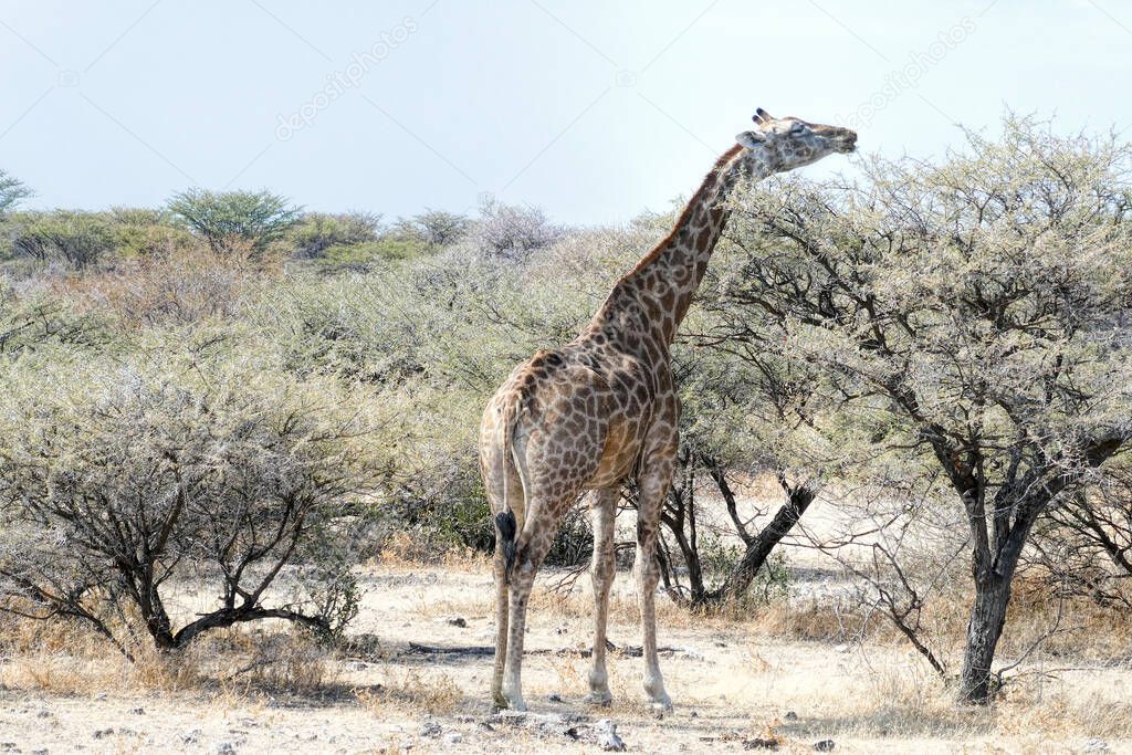 Giraffes in Namibia park