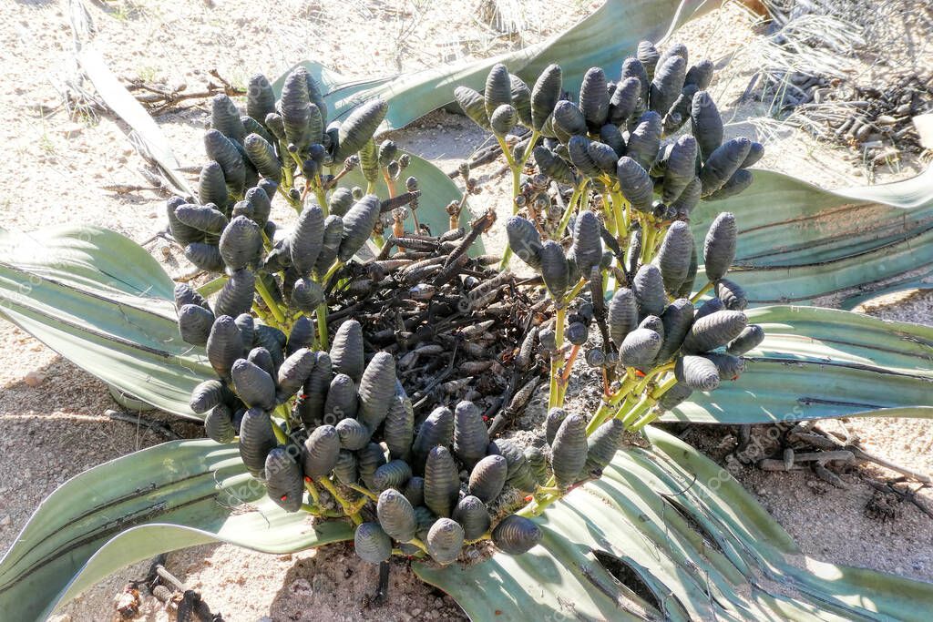 Welwitschia mirabilis in namibia