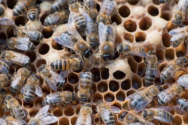 Arı kovanındaki arılar