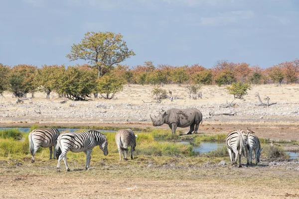 Rinoceronte Nero Zebre Namibia — Foto Stock