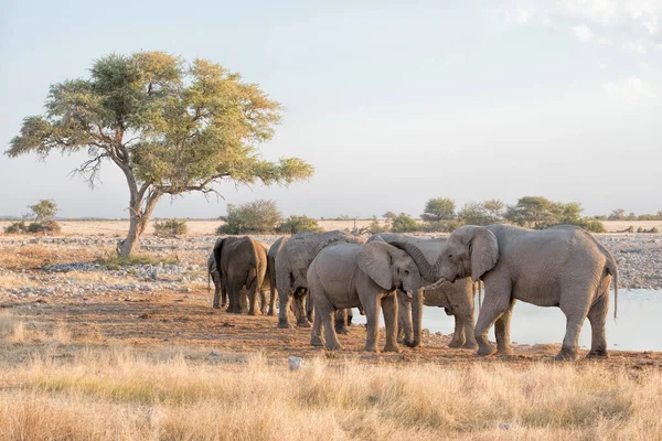 Elefantes Namibia Día Soleado — Foto de Stock