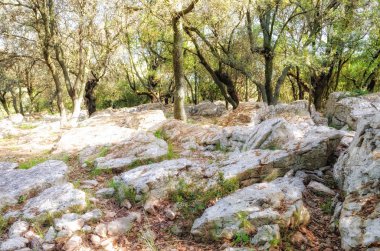 taş ormanı içinde