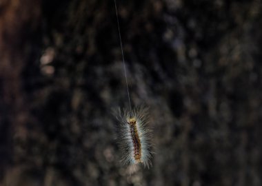 keseböceği tırtıl