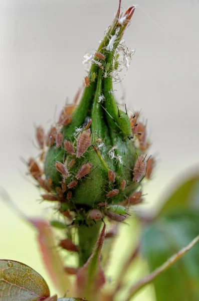 Rosebud e pulgões — Fotografia de Stock