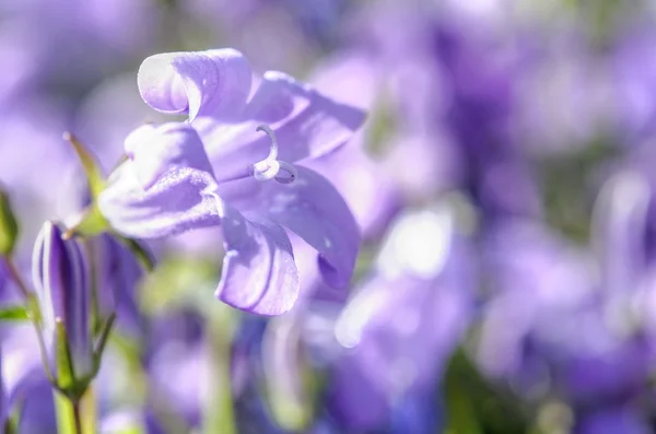 Çiçek açan bellflowers — Stok fotoğraf