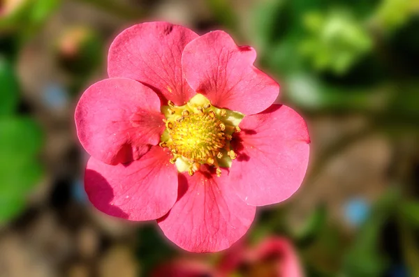 Flor de morango rosa — Fotografia de Stock