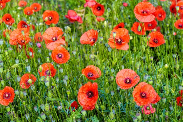 Blommande vallmo — Stockfoto