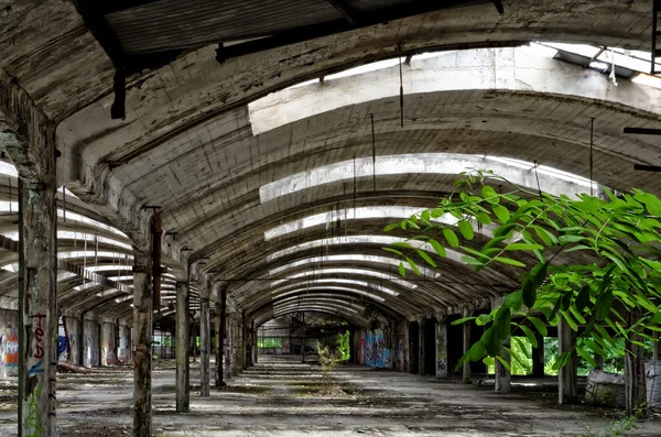 Bitki yetiştirme ile terk edilmiş bina — Stok fotoğraf