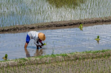 Bali 'nin pirinç tarlaları