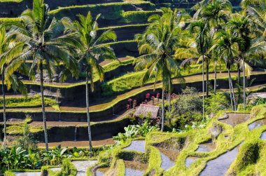 Bali 'nin pirinç tarlaları