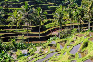 Bali 'nin pirinç tarlaları