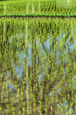 Bali 'nin pirinç tarlaları