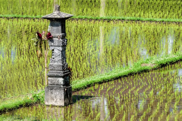 Reisfelder auf Bali — Stockfoto
