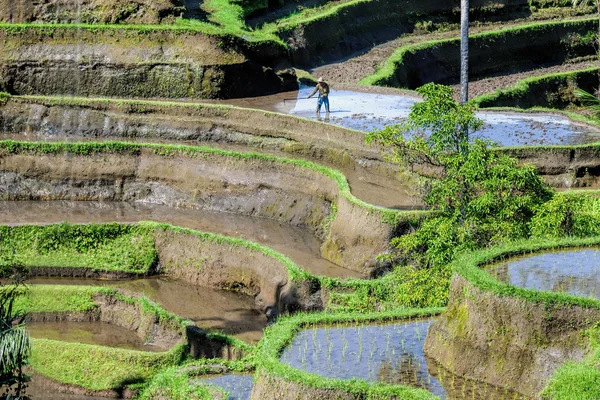 Reisfelder auf Bali — Stockfoto