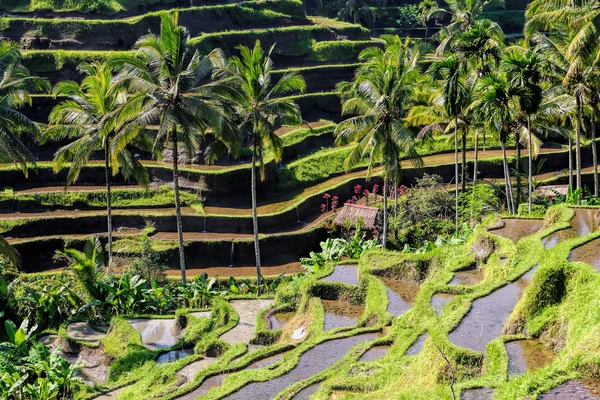 Rice fields of Bali — Stock Photo, Image