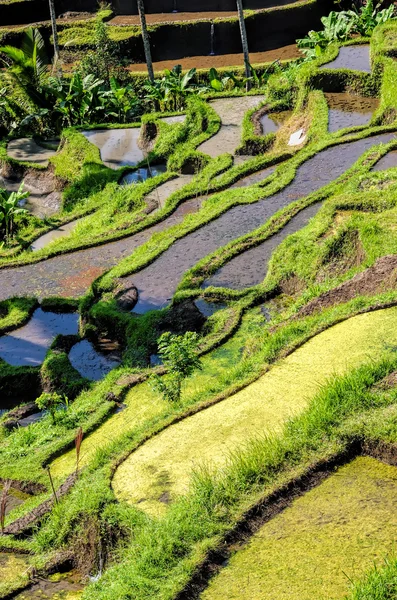 巴厘稻田 — 图库照片