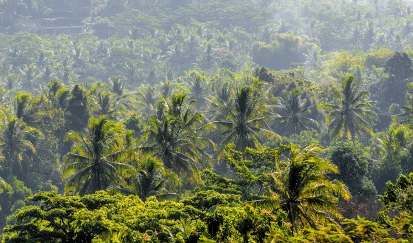 Indonesian forest — Stock Photo, Image