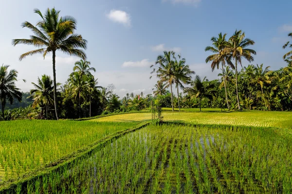 Campos de arroz de Bali — Fotografia de Stock