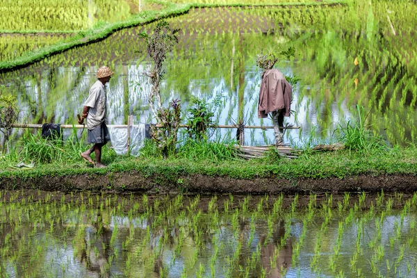 Agricultor que trabalha no campo de arroz — Fotografia de Stock