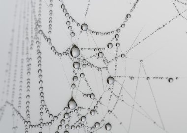 SpiderWeb ve dewdrops