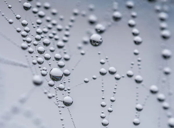 Spinnennetz und Tautropfen — Stockfoto