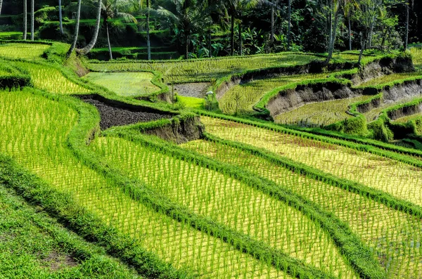 Campos de arroz de Bali — Fotografia de Stock