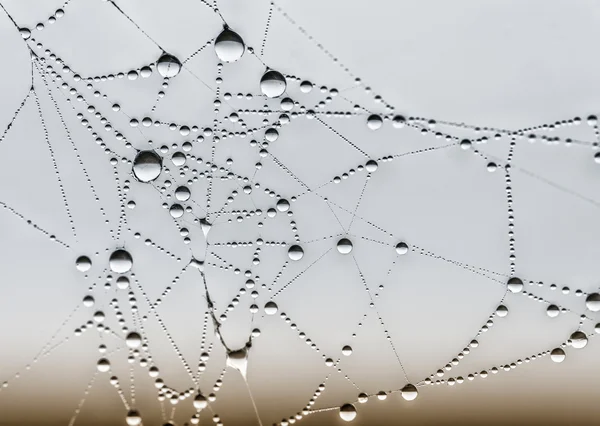 Spinnennetz und Tautropfen — Stockfoto