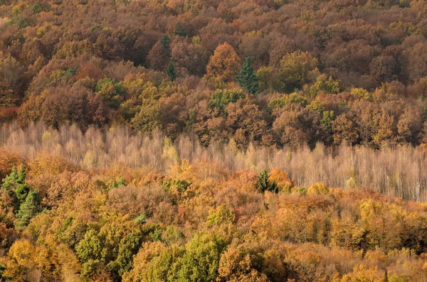 Forêt d'automne — Photo