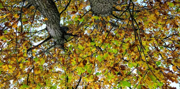 Sonbahar ağacı — Stok fotoğraf