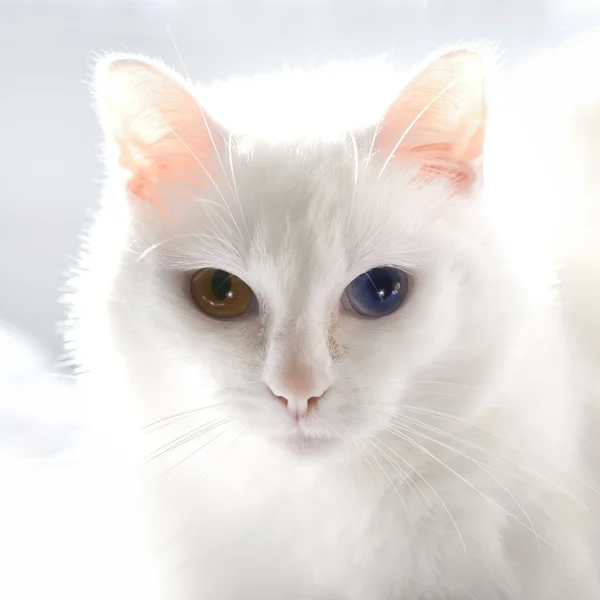 Γάτα με διαφορετικά μάτια — Φωτογραφία Αρχείου