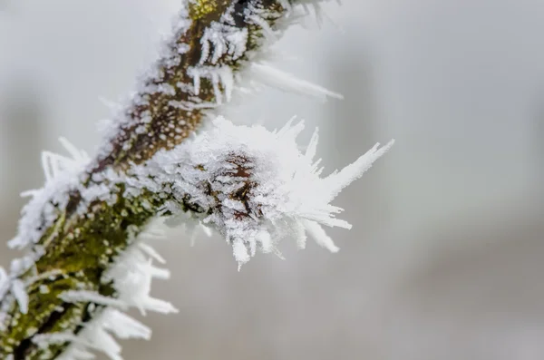 Gelo sul ramo dell'albero — Foto Stock