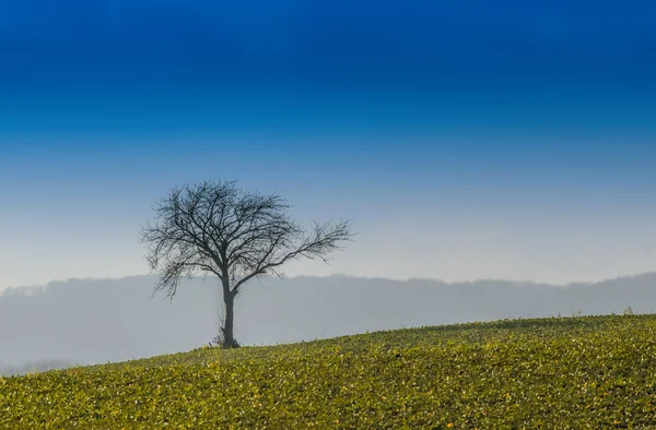 Copac pe pajiște verde — Fotografie, imagine de stoc