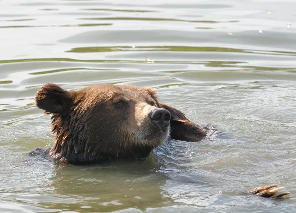 A vízben barna medve — Stock Fotó