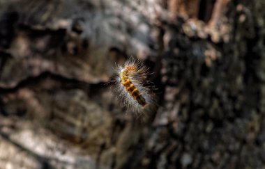 keseböceği tırtıl