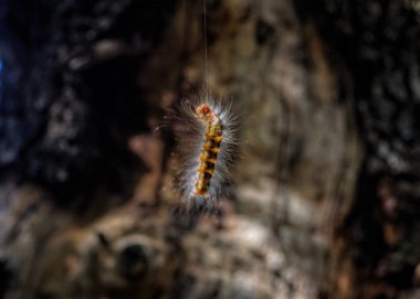 keseböceği tırtıl