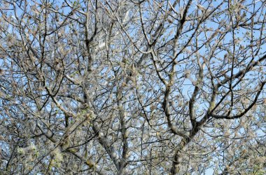 İşlemici tırtıl ve ağaç