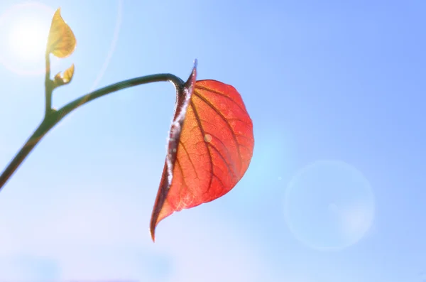 Hoja y sol — Foto de Stock