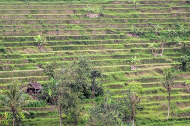 Bali 'nin pirinç tarlaları